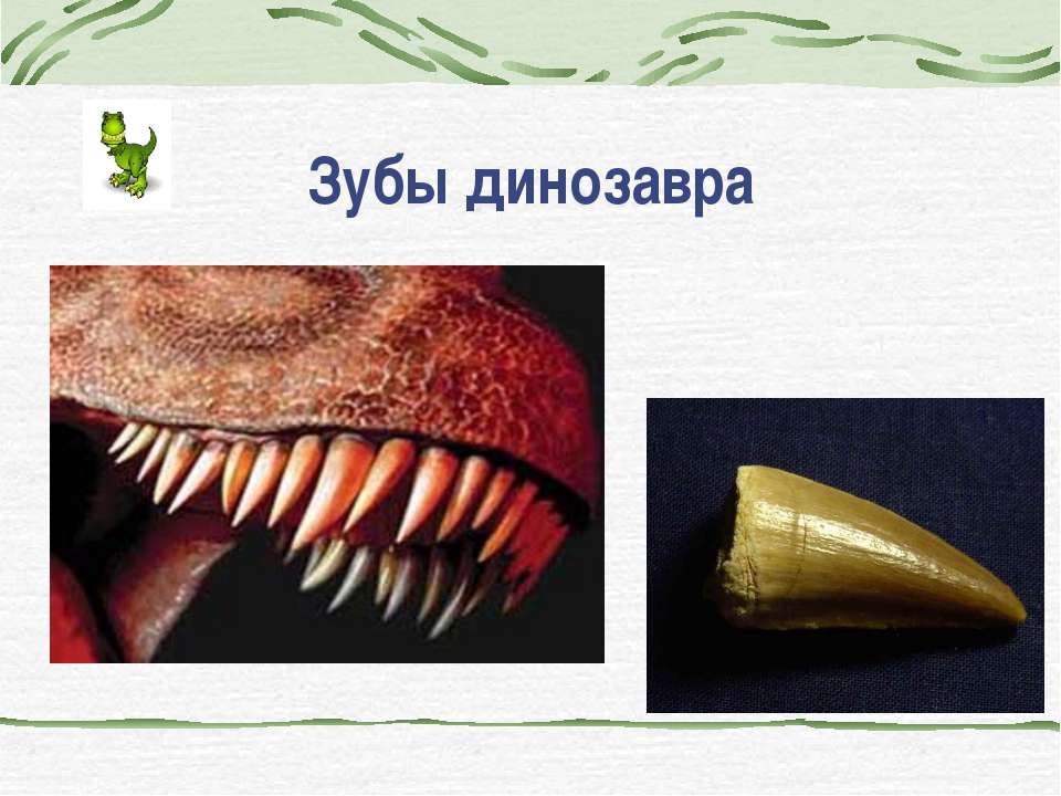Зуб динозавра, зубы динозавров