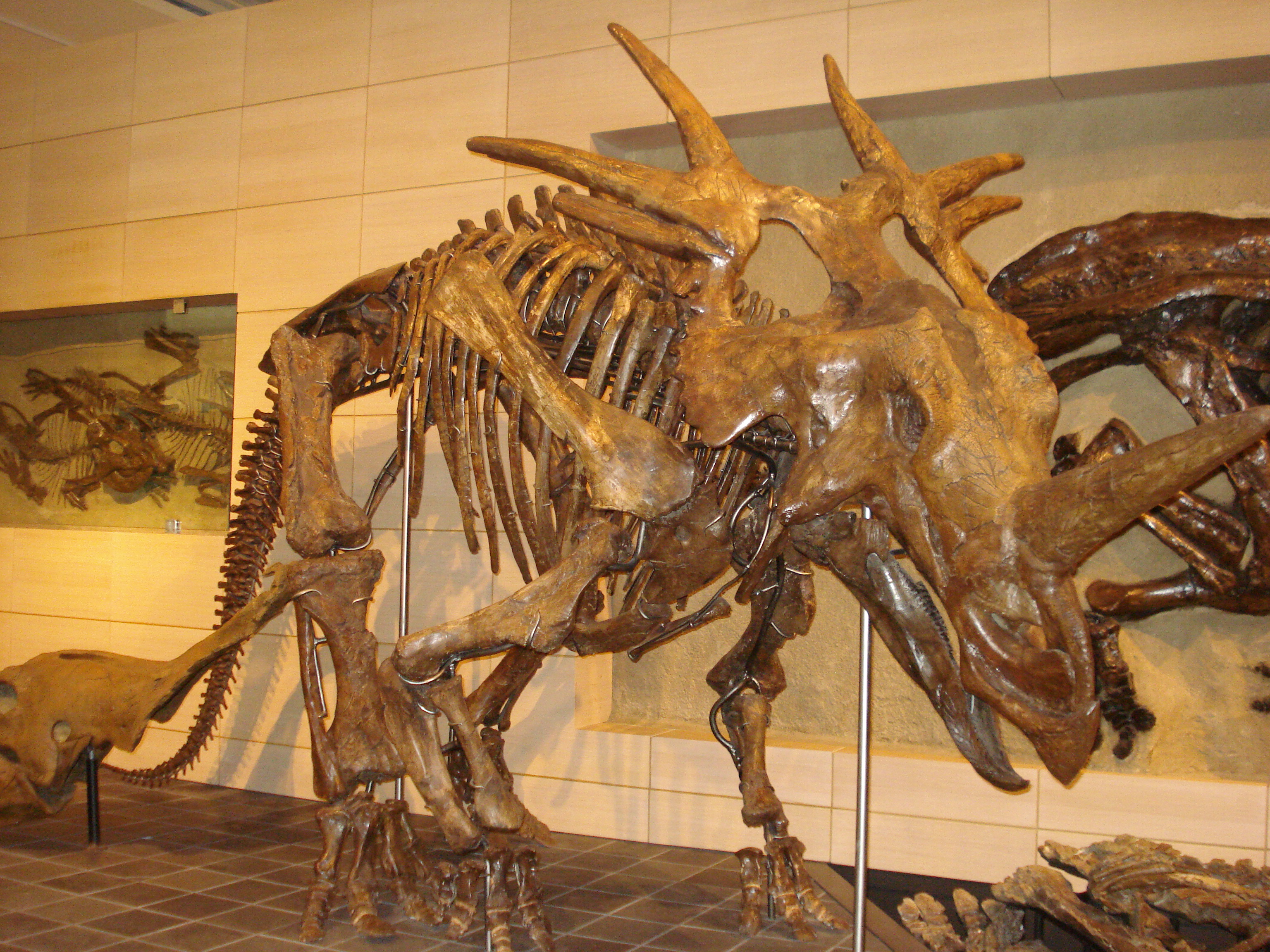 Стиракозавр, стиракозавр фото