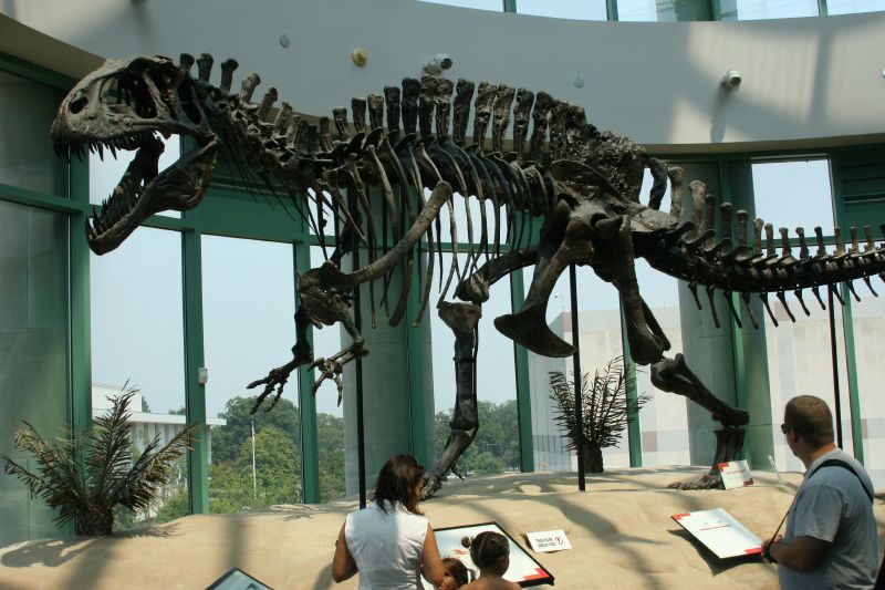 Акрокантозавр, фото акрокантозавр