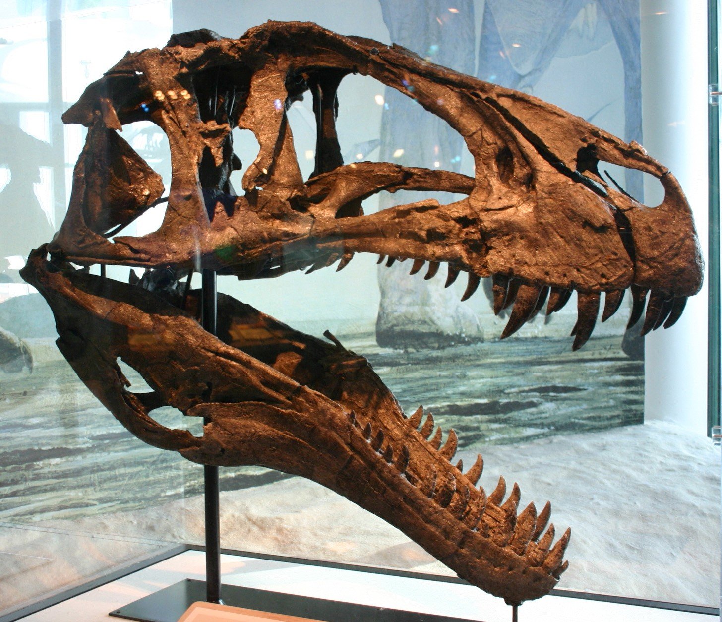 Акрокантозавр, фото акрокантозавр