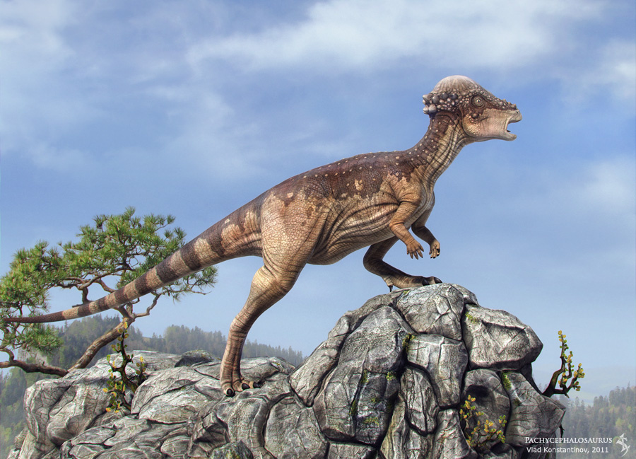 Пахицефалозавр, пахицефалозавр фото