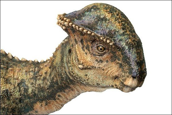 Пахицефалозавр, пахицефалозавр фото