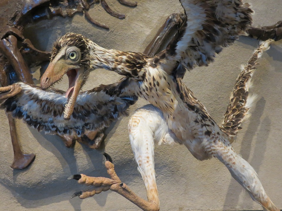 Археоптерикс птица, археоптерикс фото