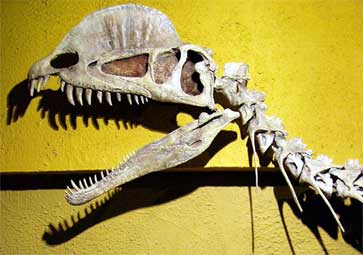 Дилофозавр, дилофозавр фото