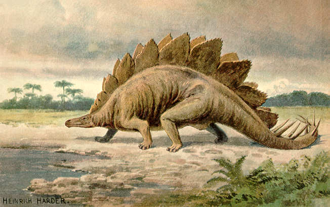 Стегозавр, стегозавр фото, картинки стегозавр