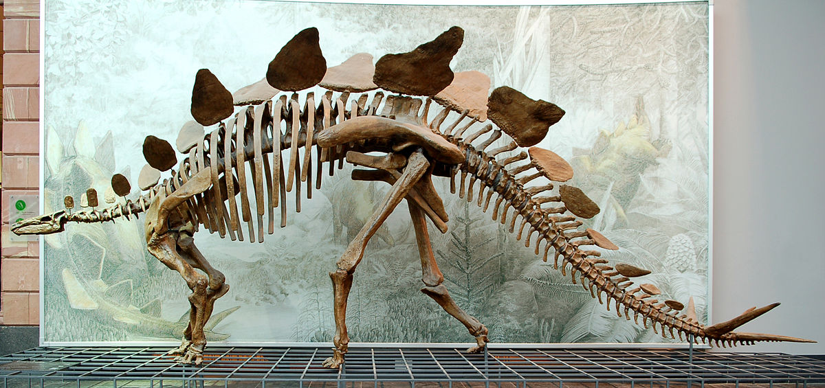 Стегозавр, стегозавр фото, картинки стегозавр
