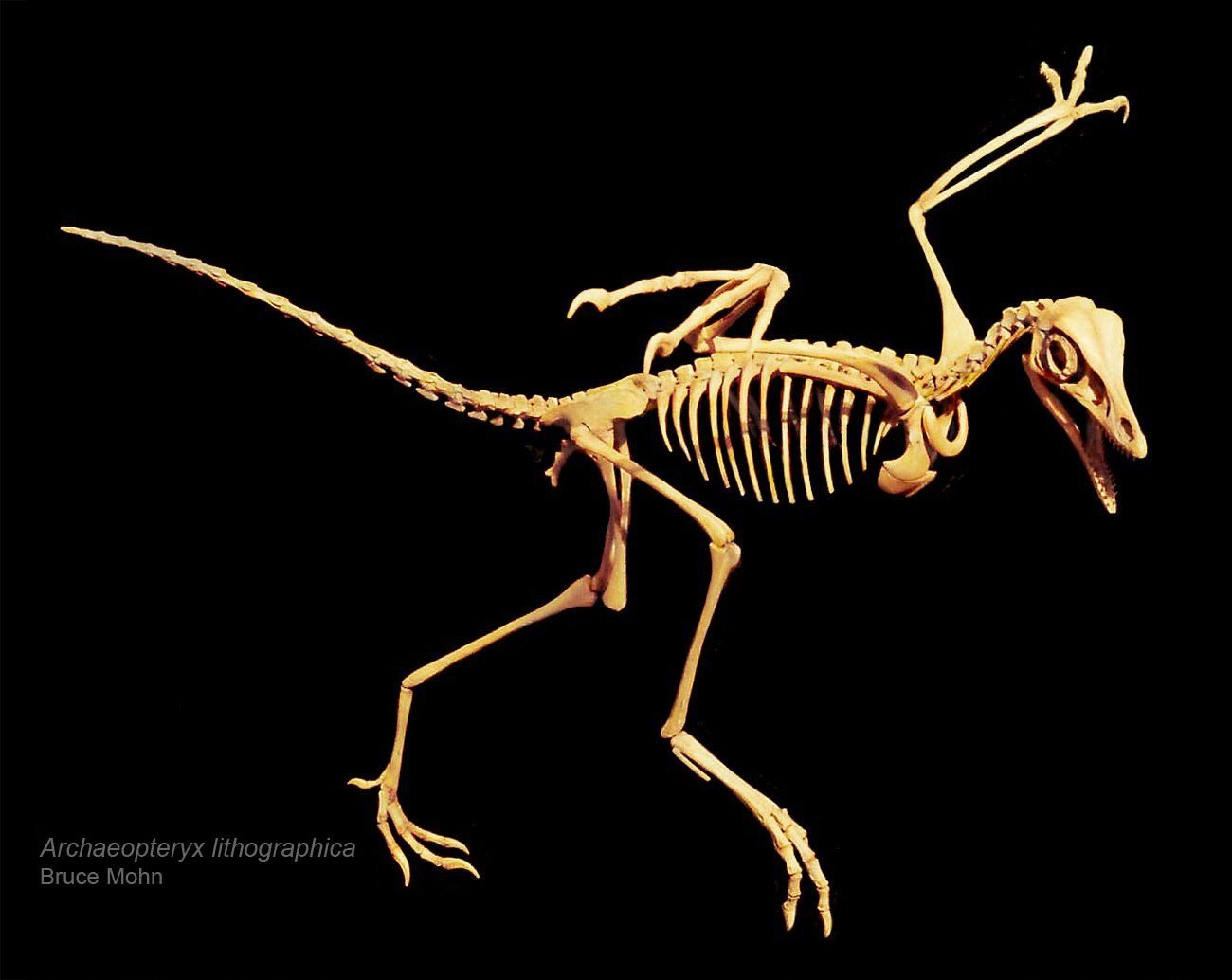 Археоптерикс древняя птица