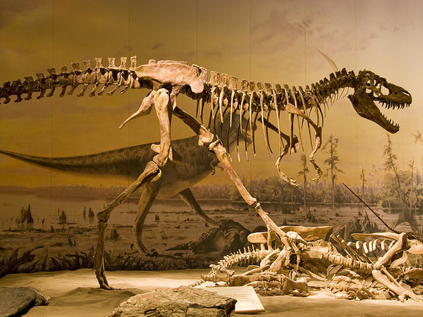 Фото кости динозавров, кости динозавров фото