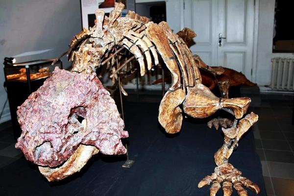 Фото кости динозавров, кости динозавров фото