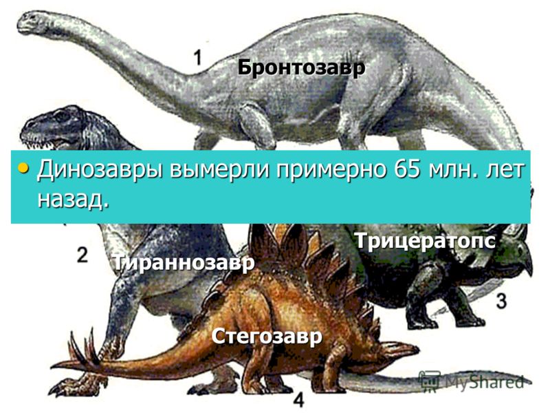 Сколько лет назад жили динозавры