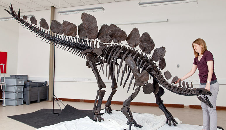 Скелет стегозавра