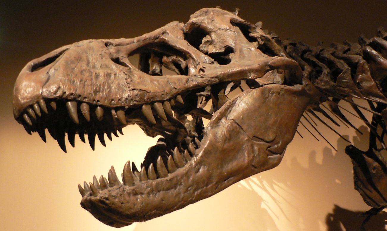 Зубы динозавров, фото зубы динозавров