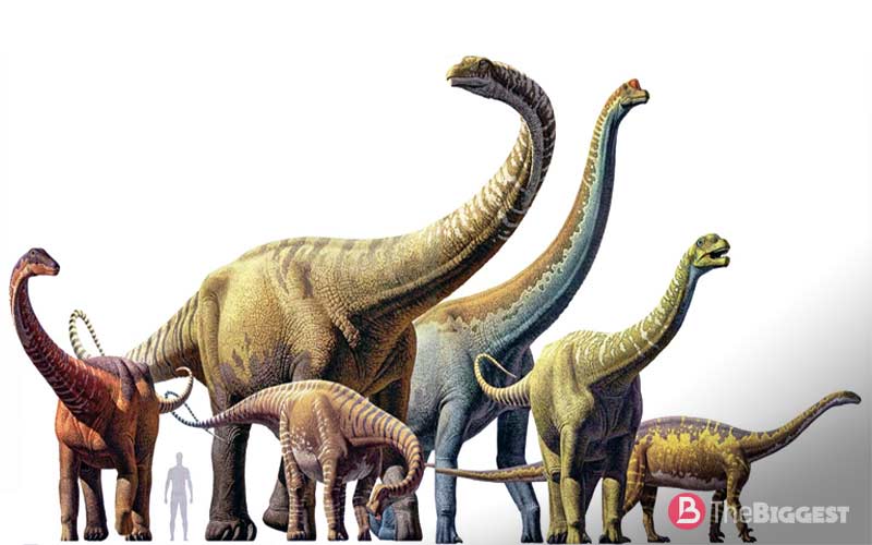 Динозавры с длинной шеей как называются, как называются динозавры с длинной шеей