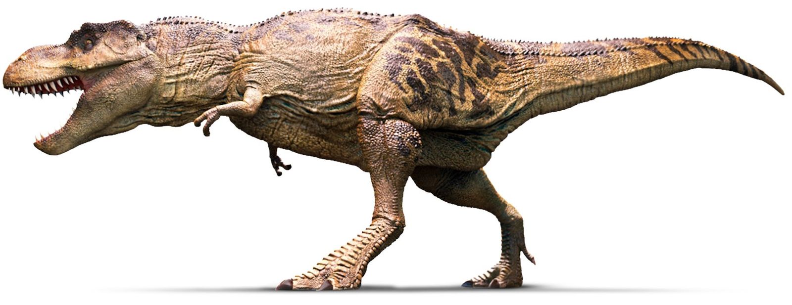 Тираннозавр или тиранозавр, как правильно пишется тираннозавр