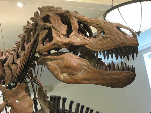 фото тираннозавр рекс