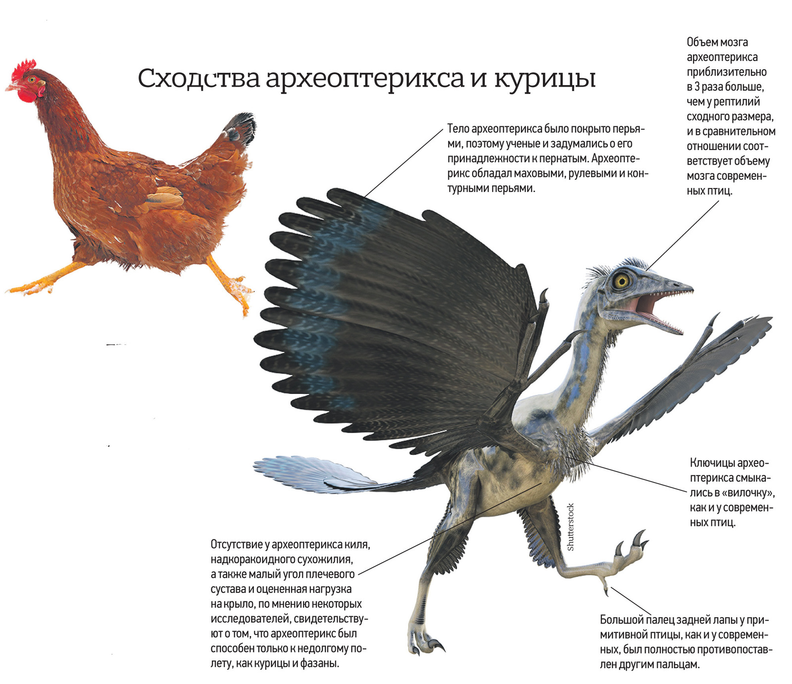 К чертам отличающих птиц от пресмыкающихся можно. Задние конечности археоптерикса. Особенности строения археоптерикса. Птица Археоптерикс строение. Археоптерикс внутренне строение.