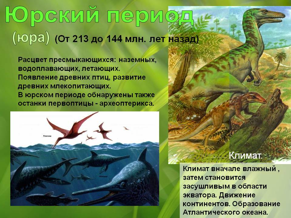 Информация о периоде. Юрский период презентация. Юрский период животные и растения. Юрский период характеристика. Юрский период климат животные растения.