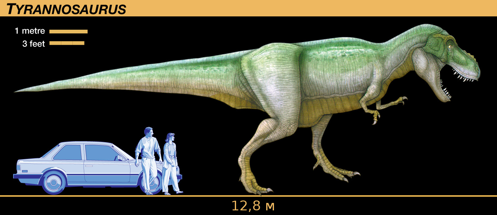 Чем питался тираннозавр, тираннозавр высота