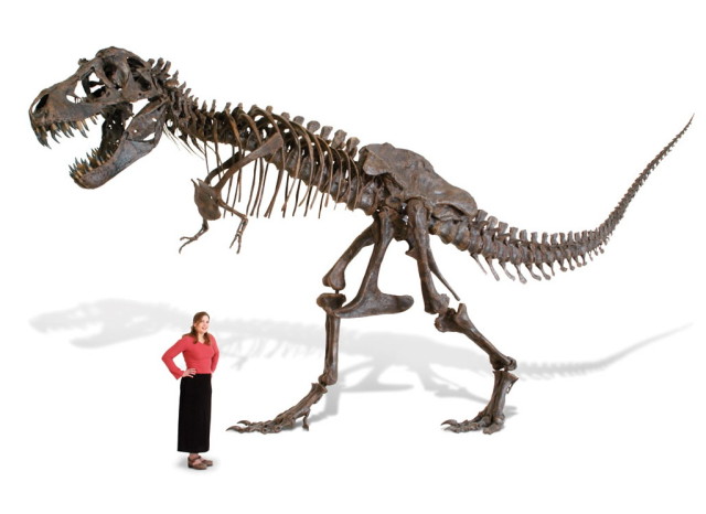 Скелет тираннозавра, кости тираннозавра