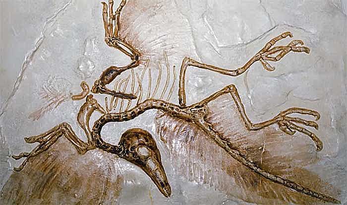 Скелет археоптерикса