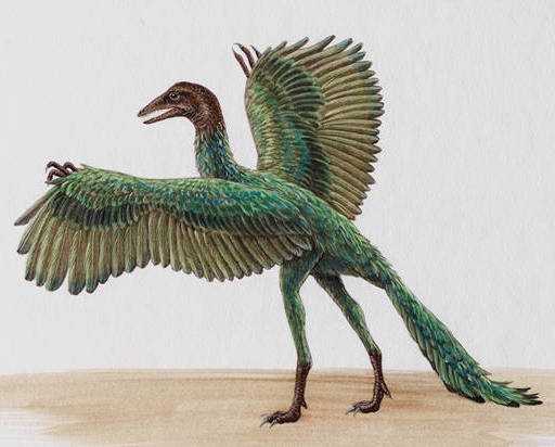 Ископаемое животное археоптерикс имело признаки птицы и пресмыкающегося, археоптерикс признаки птиц и пресмыкающихся таблица