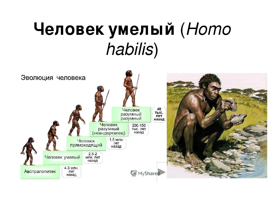 Почему одного из предков назвали человеком умелым. Эволюция человека хомосапиенс. Австралопитек человек умелый человек прямоходящий неандерталец. Хомо сапиенс австралопитек Эволюция. Человек умелый прямоходящий разумный таблица.