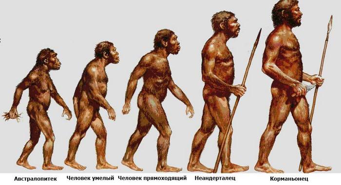 Чем человек умелый отличается от австралопитека |