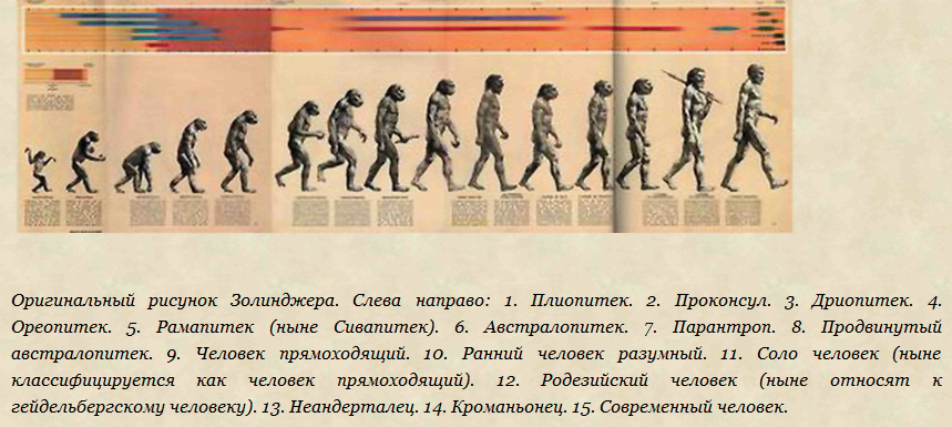 Название стадий человека. Ступени эволюции человека. Этапы развития человека с названиями. Ранние этапы развития человечества. Шаги эволюции человека.