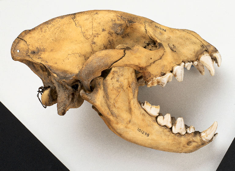 Лосиные челюсти. Анатомия гиены. Зубы доисторических животных.