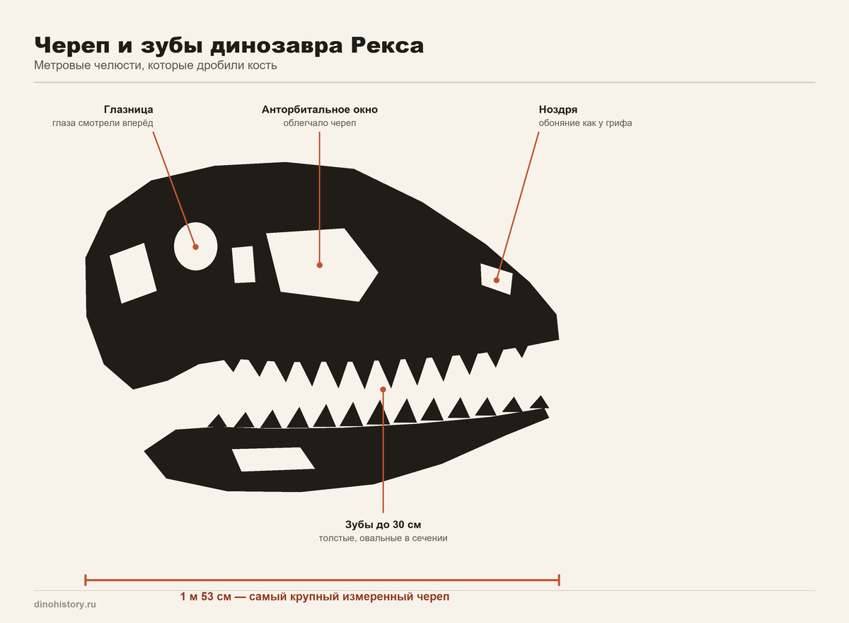 Череп тираннозавра рекса Череп и зубы динозавра Рекса — схема строения черепа длиной 1,53 метра