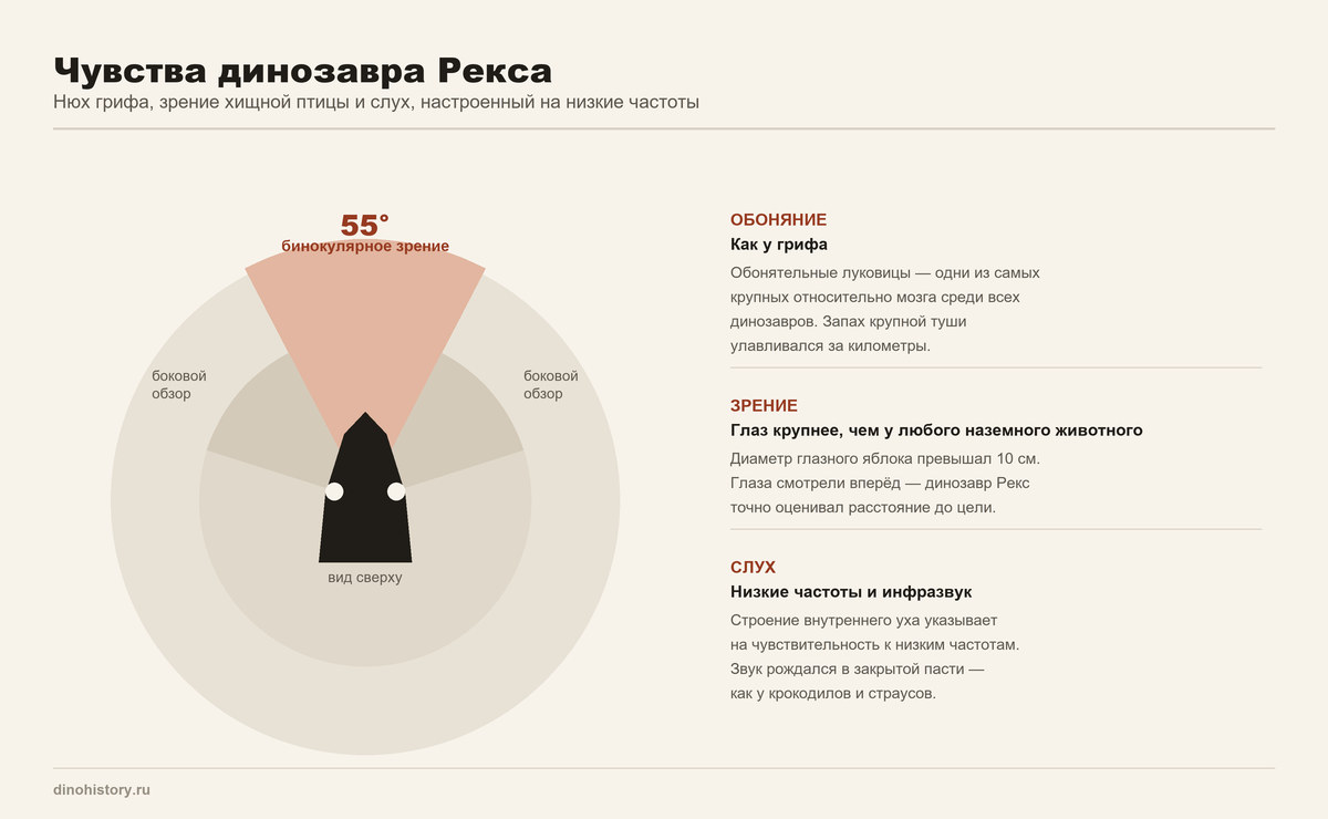 Зрение и обоняние тираннозавра рекса Чувства динозавра Рекса — бинокулярное зрение 55 градусов, обоняние и слух
