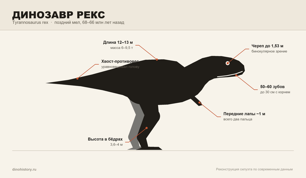 Динозавр Рекс (Tyrannosaurus rex) Динозавр Рекс — схема строения тираннозавра рекса с размерами