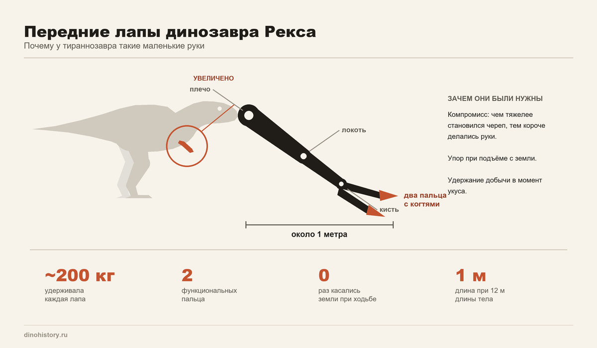 Передние лапы тираннозавра рекса Передние лапы динозавра Рекса — строение маленькой руки с двумя пальцами